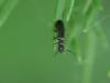 Dasytes sp.